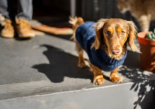 Dachshund down in black knitted jumper standing on the doorstep