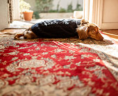 Brown dachshund puppy in knitted jumper lying on floor
