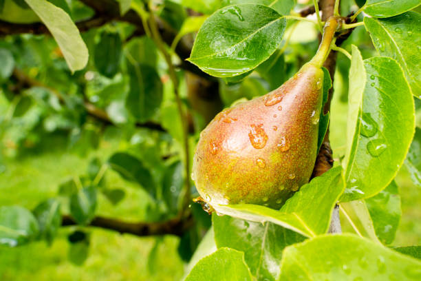 istock Growing pear tree in water drops in sunny sunset weather close-up 1598201869