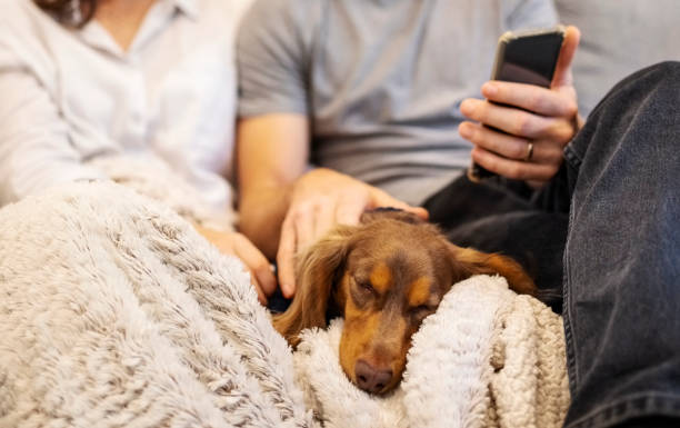 istock Pet dog sleeping in between a couple sitting on sofa 1598204504