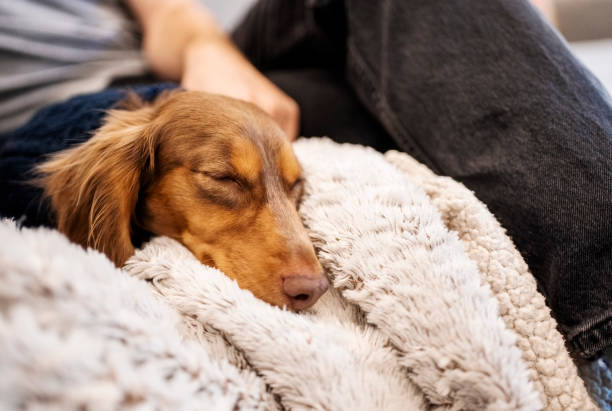 An adult red-haired dachshund is resting in a white bed and wearing pink glasses for sleeping. Dachshund sleeping in bed. Side view.