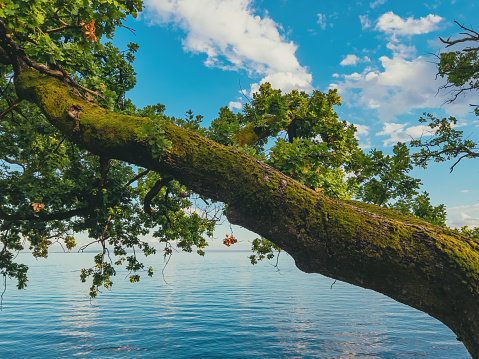 Old oak tree at Adriatic sea coastline in town of Lovran in summer sunset, selective focus