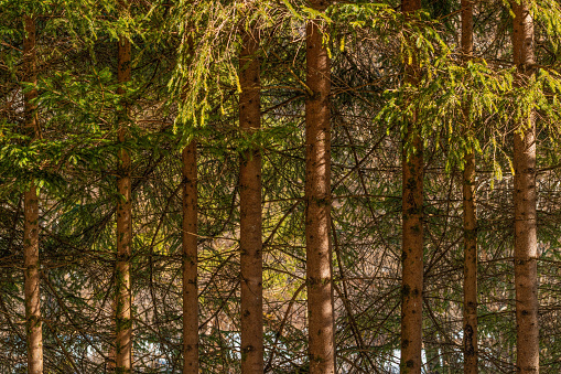 Pine treeline in february morning, tree trunks in evergreen woodland selective focus