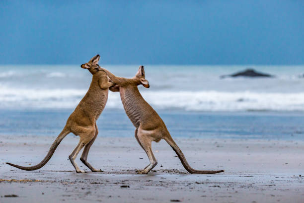 Two Kangaroos Fighting on the Beach at Cape Hillsborough, Queensland, Australia Two Kangaroos Fighting on the Beach at Cape Hillsborough, Queensland, Australia. mackay stock pictures, royalty-free photos & images