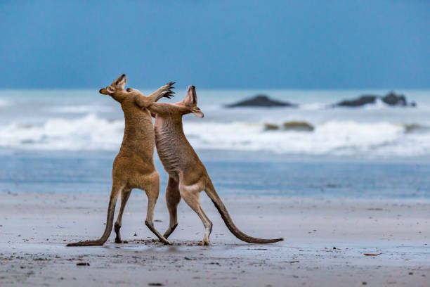 Two Kangaroos Fighting on the Beach at Cape Hillsborough, Queensland, Australia Two Kangaroos Fighting on the Beach at Cape Hillsborough, Queensland, Australia. kangaroos fighting stock pictures, royalty-free photos & images
