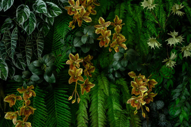 Yellow orchid flowers blooming beautifully outdoors in tropical garden.