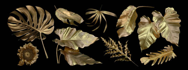 istock Tropical leaves gold and black, can be used as background(Monstera,palm,coconut)fernclipping path 1598223295