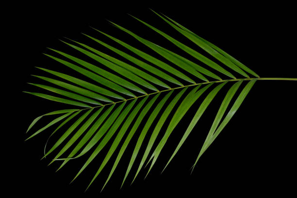 istock green leaves on a black background.clipping path 1598227063
