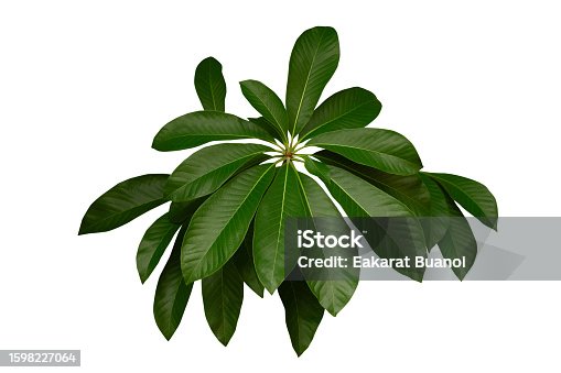 istock Green leafy plant. Branches of leaves isolated on white background. Cutting path. 1598227064