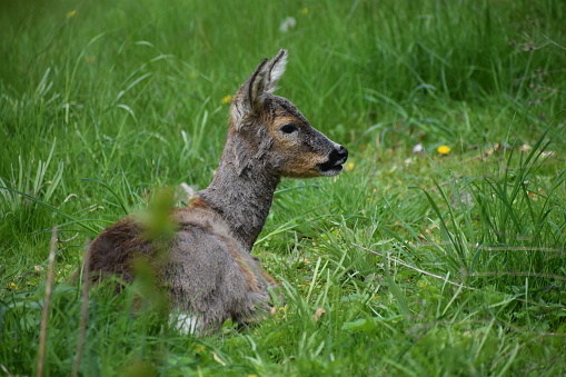 Due to springtime the fur is somewhat fluffy. Most of the winter fur is still there but here and there the red summer fur is shown.