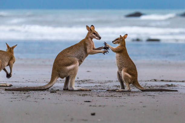 Small and Big Kangaroos Fighting on the Beach at Cape Hillsborough, Queensland, Australia Small and Big Kangaroos Fighting on the Beach at Cape Hillsborough, Queensland, Australia. kangaroos fighting stock pictures, royalty-free photos & images