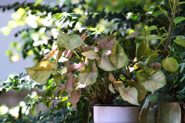 istock Nice pink and green leaf plant at garden 1598235026
