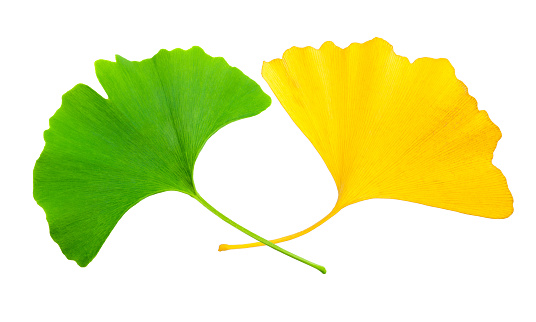 Yellow and green ginkgo leaves isolated on white