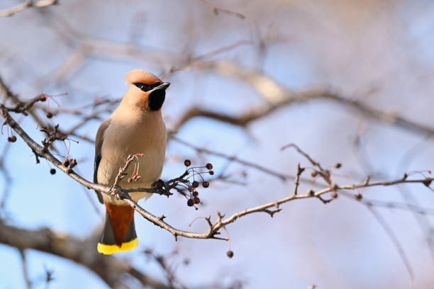 istock Bohemian Waxwing in Japan 1598262145
