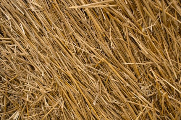 istock Wheat dry straw texture background, beveled wheat, cereal crops, top view 1598264396