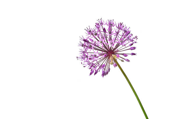 istock One lilac flower decorative onion on a white background 1598267162