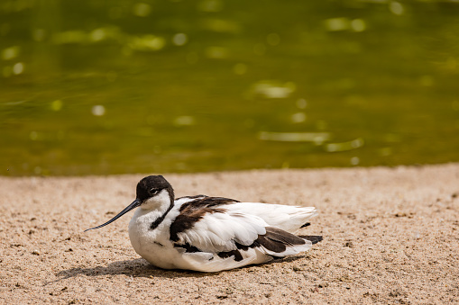 An avocet bird sits in the sand in front of the water of a standing body of water, Germany
