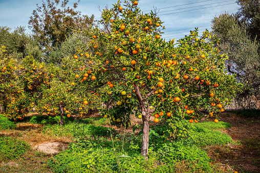 Ripe and juicy organic orange tree in the garden