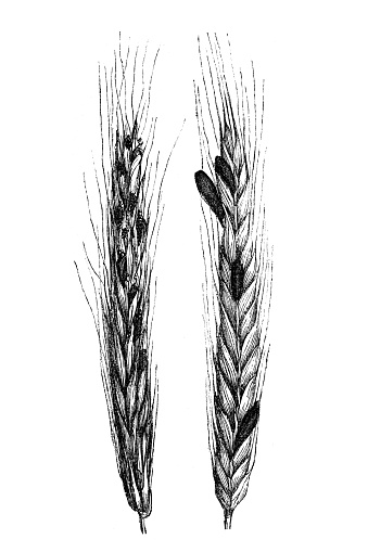 Claviceps purpurea, ergot fungus on rye