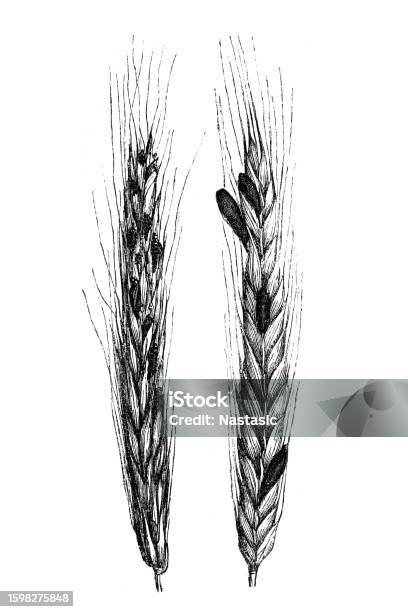 Ergot Vector Claviceps Purpurea Ergot Fungus On Rye Stock Illustration - Download ...