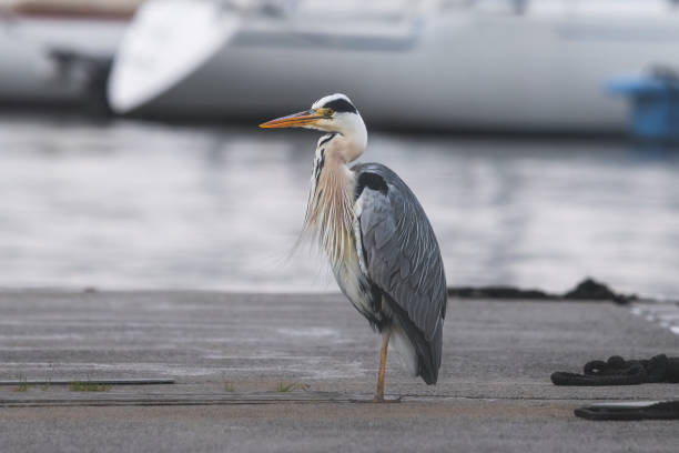 istock Grey Heron (Ardea cinerea) in the port 1598276419