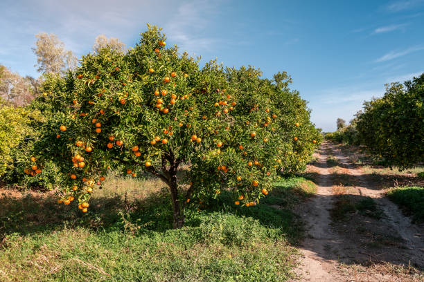 Lush and ripe orange tree under sunlight