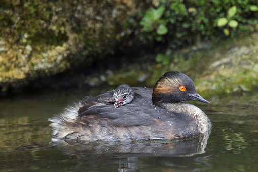Black-necked grebe (summer plumage) carrying a young chick on its back. A rare breeding bird within the UK.