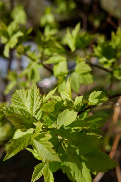 istock Spring tree blooms with young juicy green leaves 1598287851