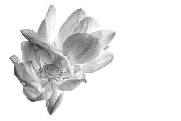 Beautiful lotus isolated on white background