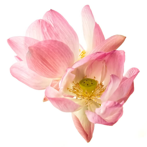 istock Beautiful pink lotus isolated on white background 1598294657