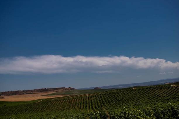 istock visit to raimat century-old winery 1598300748