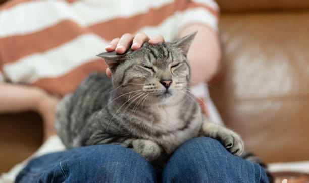pet the cat on your lap