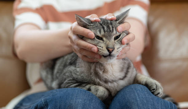 istock pet the cat on your lap 1598302338