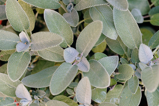 Salvia officinalis (Sage) leaves