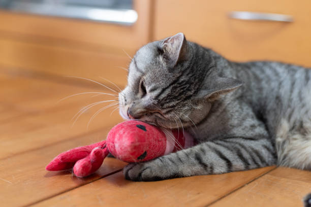istock a cat that likes stuffed animals 1598305126