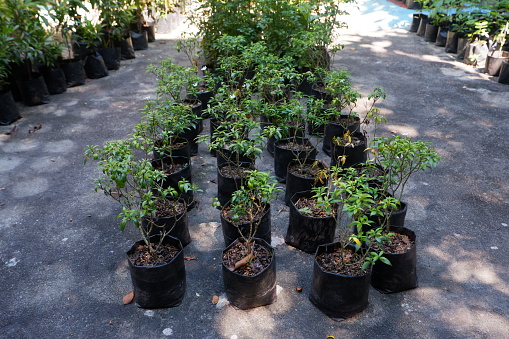 the process of plant nurseries using black polybags