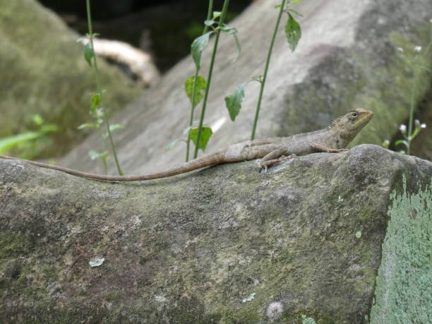 istock Cambodian camouflaged lizard 1598322390