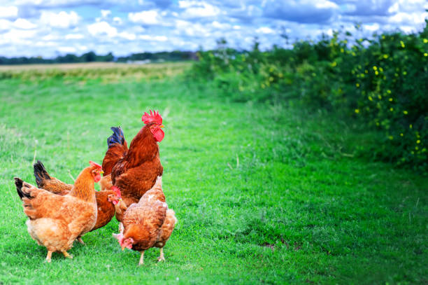 istock Rooster in green field. 1598329810