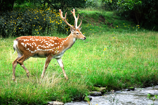 Deer on a background of wild nature.