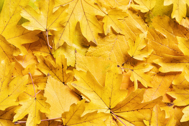 istock Background with different yellow autumn leaves. 1598340780