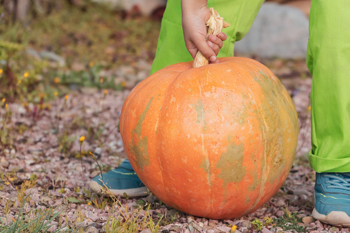 Boy trying to lift a big heavy pumpkin in the orchard