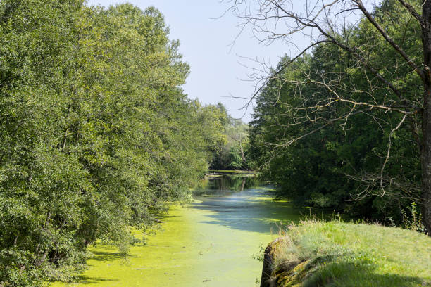 istock Swampy terrain with plants in summer 1598349576