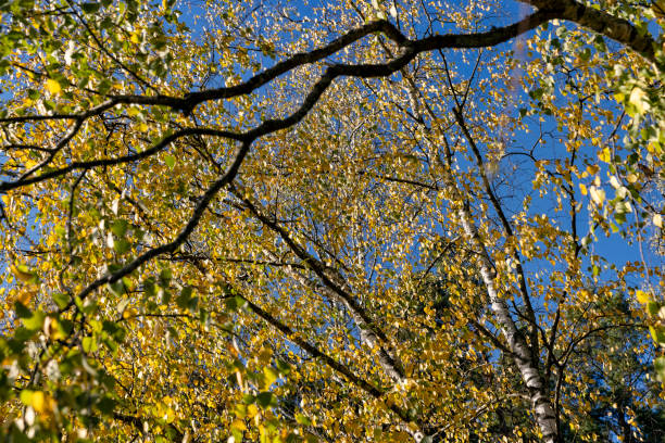 istock sunny autumn weather in a birch forest with a blue sky 1598350108