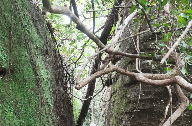 istock large rock fissure 1598350109