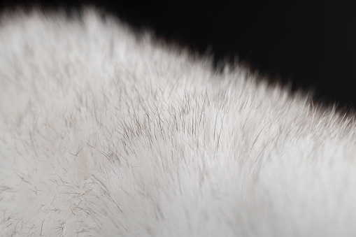 fur moves from a breath of air, part of a fur coat made of natural white arctic fox fur, a close-up of arctic fox fur used in the manufacture of clothing