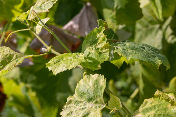 istock A vine with green foliage in summer 1598355898