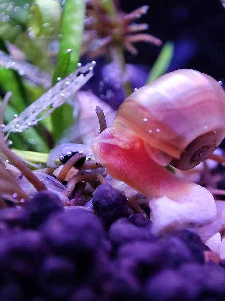 istock Physa Snail in the aquarium 1598355901