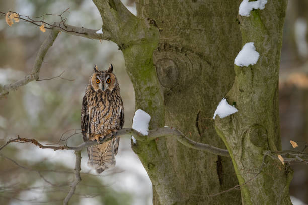 Long eared owl, Asio Otus, in Bohemian Moravian Highlands.