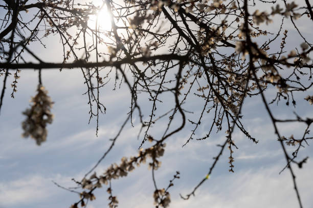 istock blooming berry cherry in the spring season 1598357048