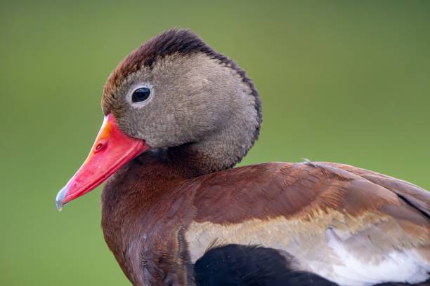 istock a duck with brown and white feathers on it's head 1598375131